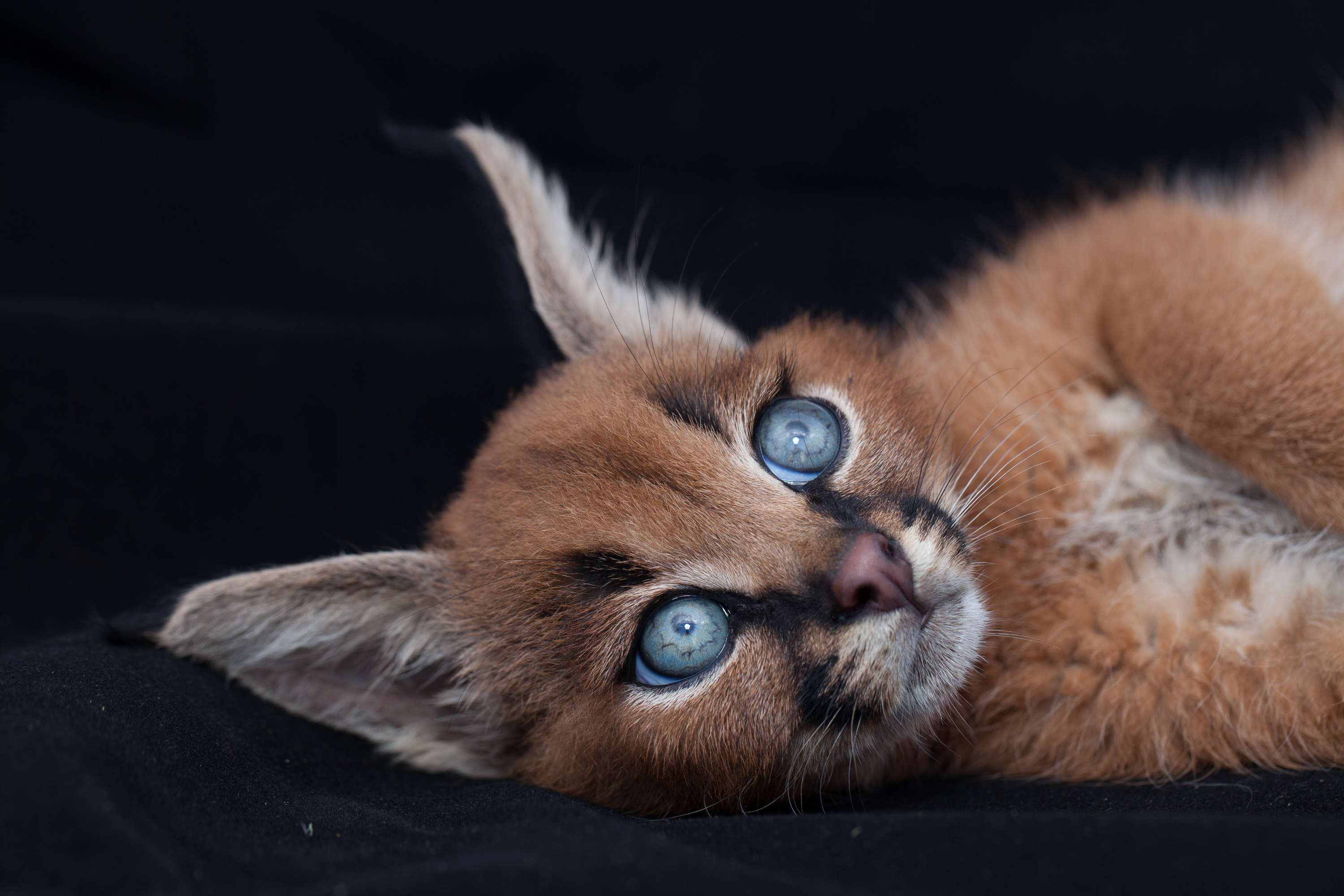 caracal-cutest-wild-cat-16