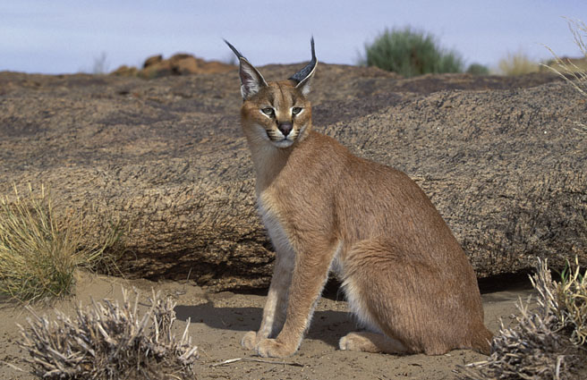 Caracal, Felis caracal, Augrabies Falls National Park, N. Cape, South Africa