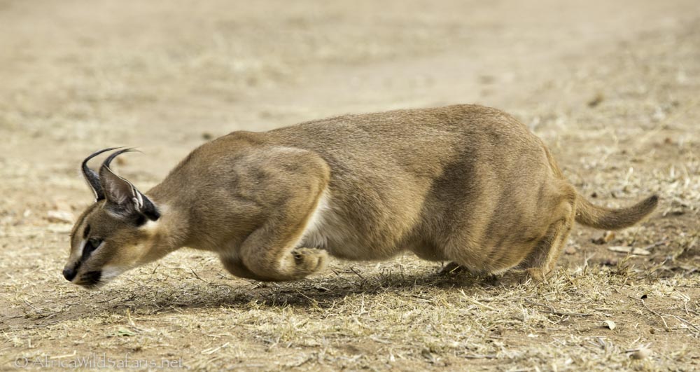 caracal-cutest-wild-cat-3