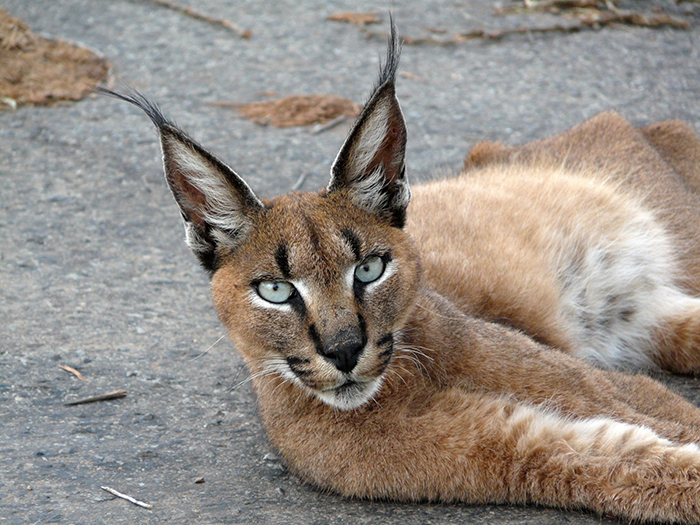 caracal-cutest-wild-cat-4