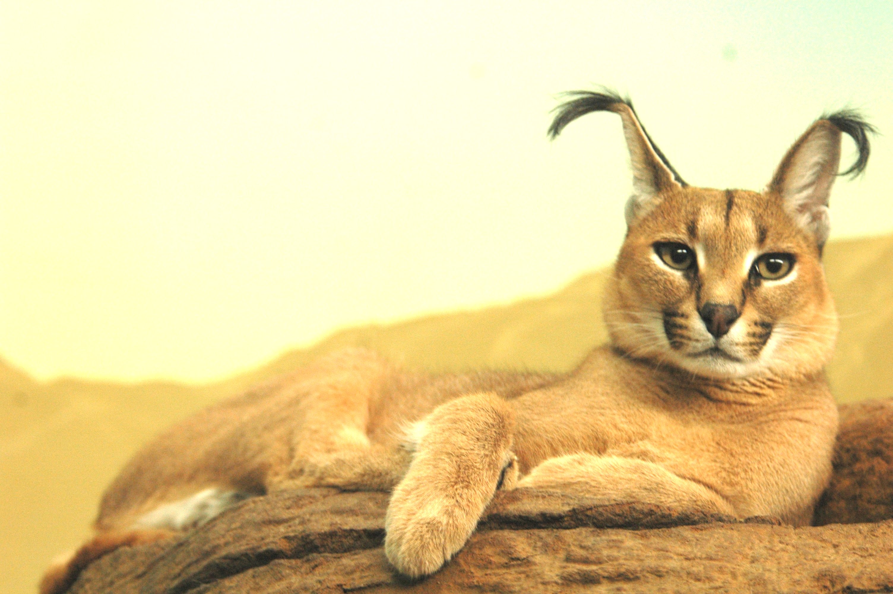 caracal-cutest-wild-cat-5