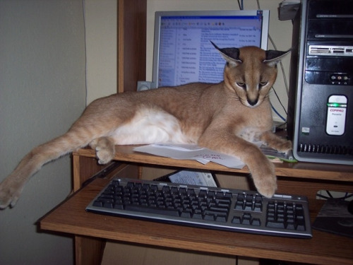 caracal-cutest-wild-cat-6