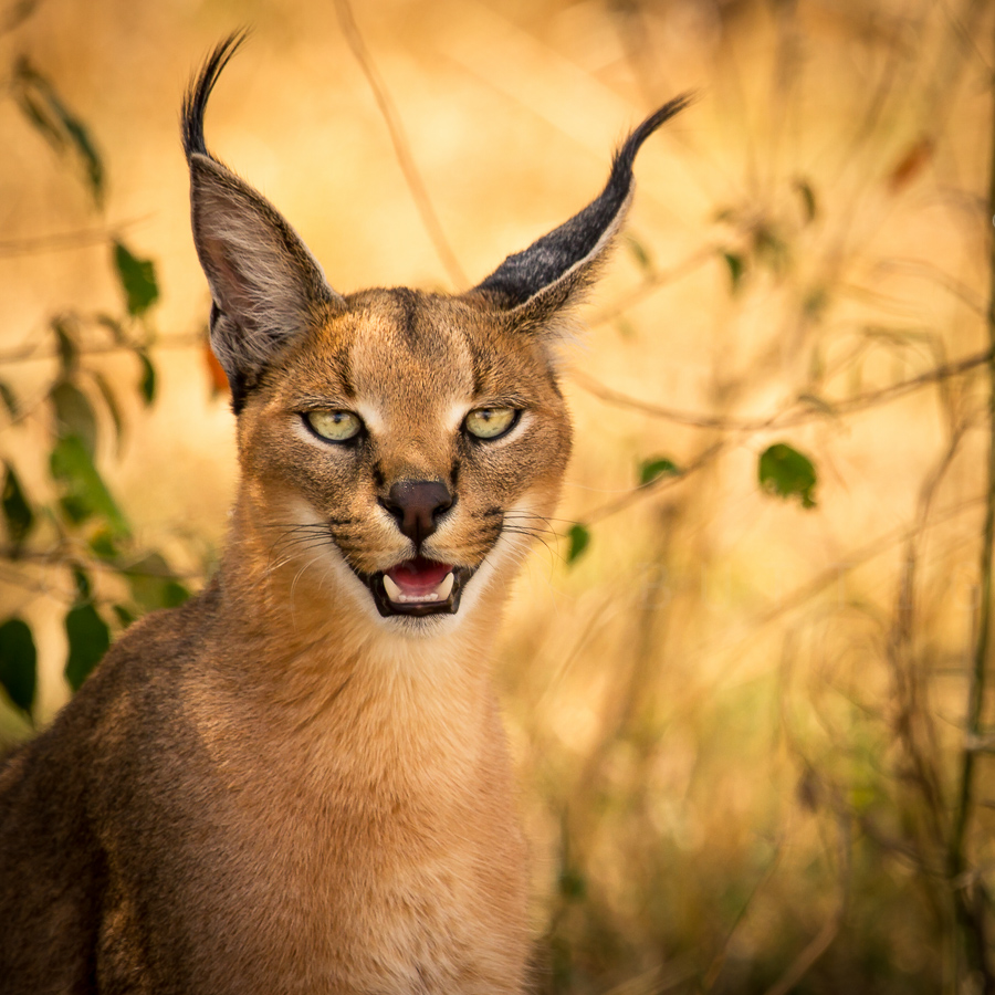 caracal-cutest-wild-cat-7