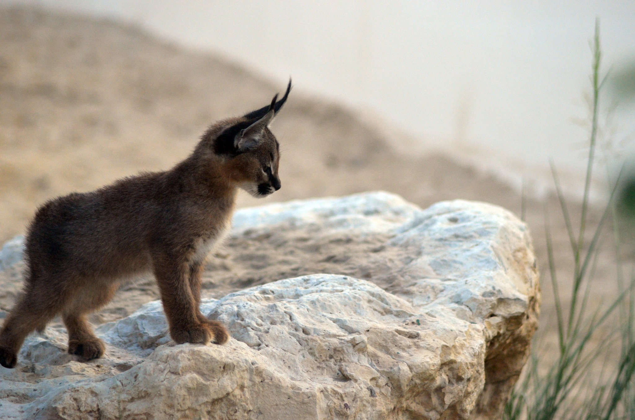 caracal-cutest-wild-cat-8