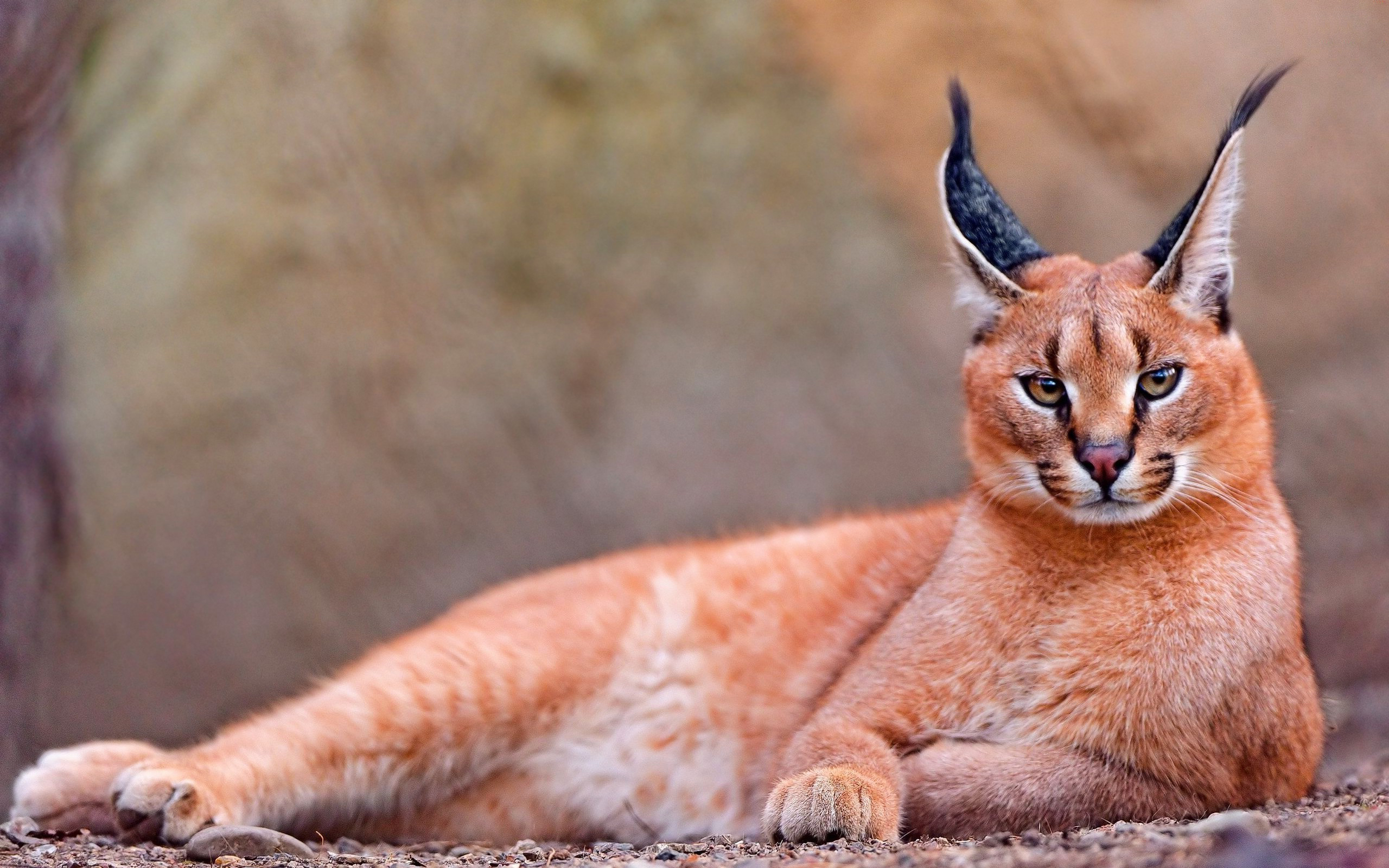 caracal-cutest-wild-cat-9