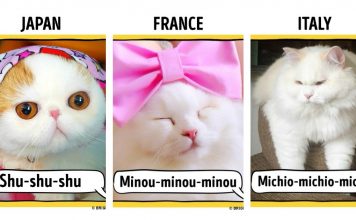 17 Different Ways To Call A Cat Around The World
