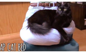 Man Invents Cat Lap Bed, And Cats Are In Heaven!