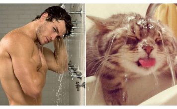16 Cats That Are Doing A Much Better Job Modeling, Than Their Human Counterparts