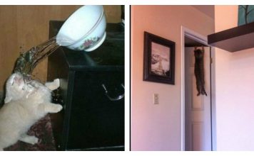 16 Cats That Are Having A Bad Case of The Mondays