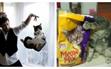 18 Cat Photographs Caught At The Perfect Time