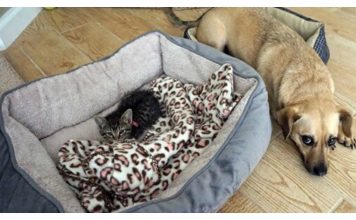 15 Cats Who Have Shamelessly Stolen Their Dog Brother’s/Sister’s Beds…Too Funny!
