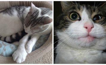 19 Cats That Got Stung By Bees, And They're Not Happy