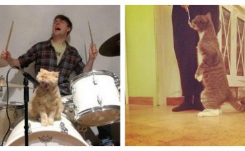 These Cats Know How To Do The "Human" Thing Better Than You, And It's Awesome!