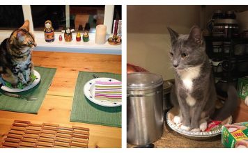 12 Cats Who Have A Thing About Sitting On Their Humans' Food