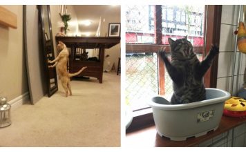 22 Cats That Prove They're Made For A Lavish Lifestyle