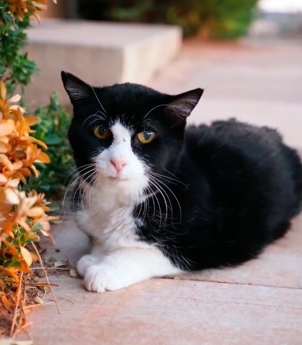 family-adopted-20-year-old-cat-7