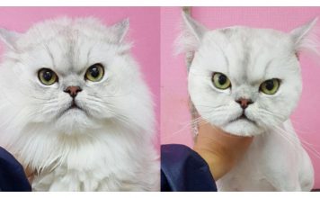 15 Cats Who Are Definitely Not Happy About Their Haircuts
