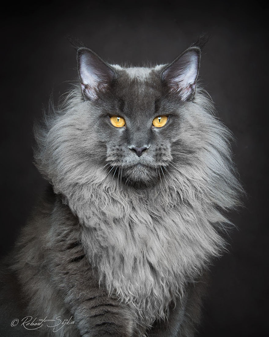 maine-coon-cat-photography-robert-sijka-1