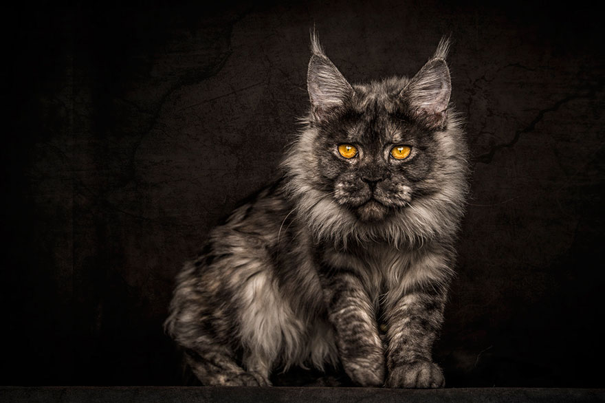 maine-coon-cat-photography-robert-sijka-10