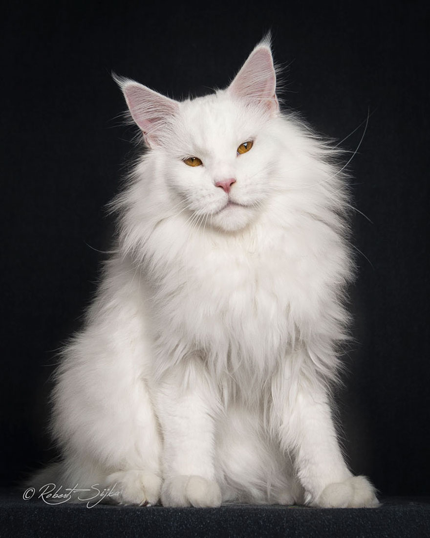 maine-coon-cat-photography-robert-sijka-11