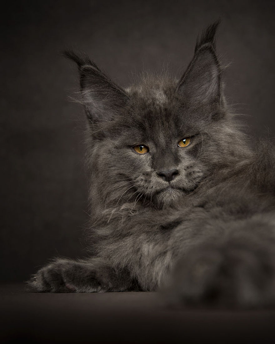 maine-coon-cat-photography-robert-sijka-12