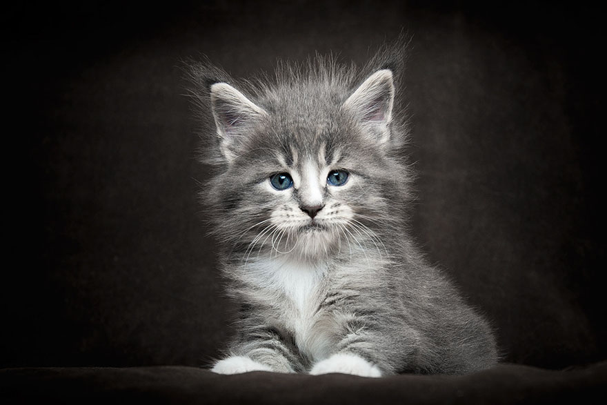 maine-coon-cat-photography-robert-sijka-13