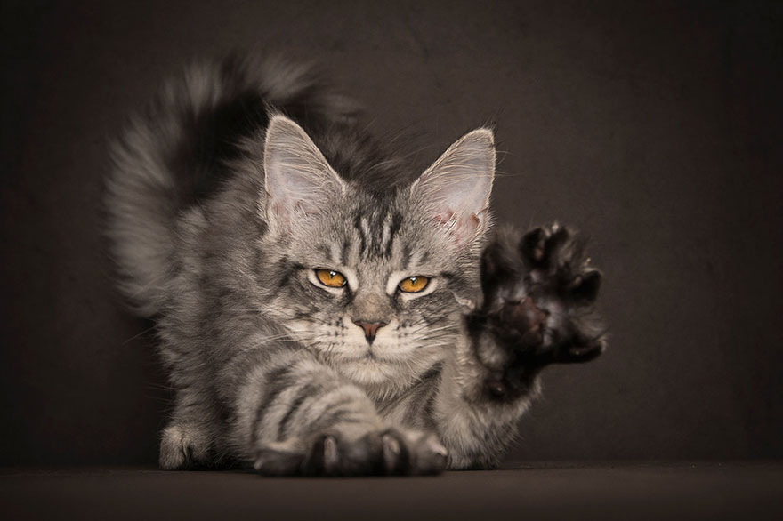 maine-coon-cat-photography-robert-sijka-14