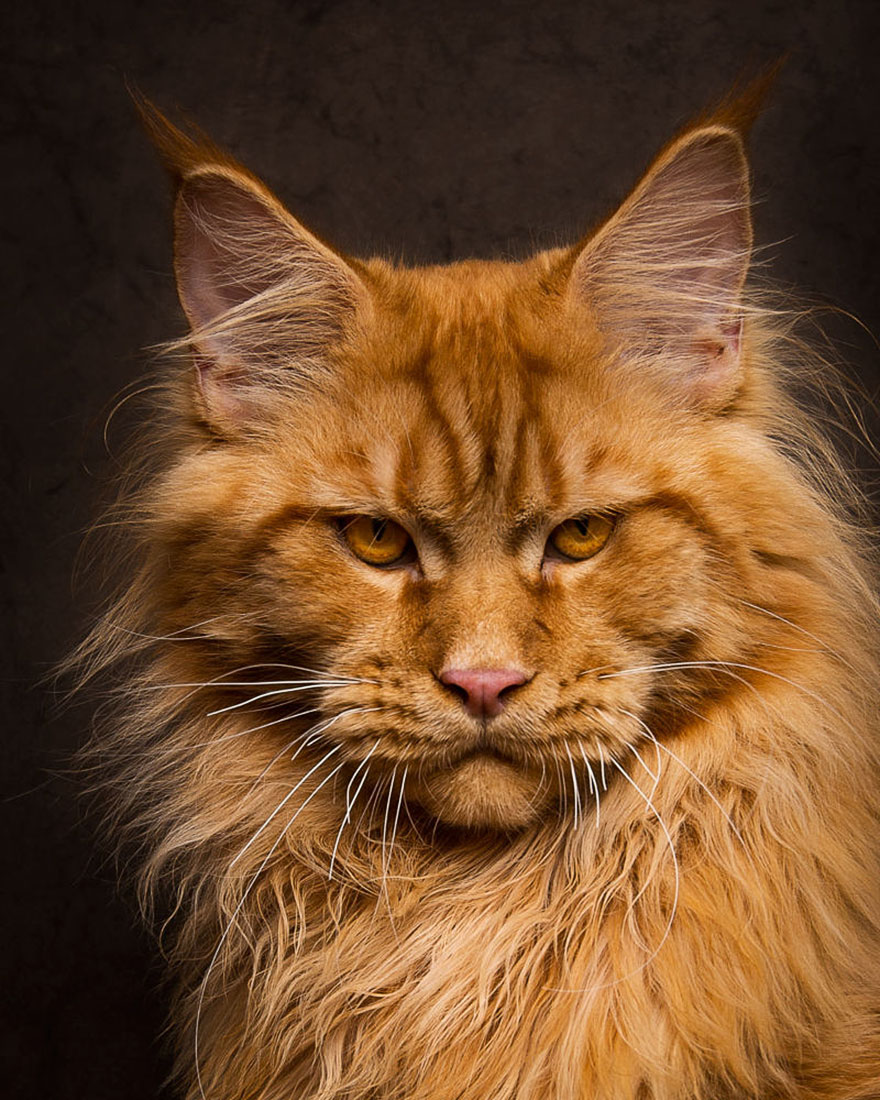 maine-coon-cat-photography-robert-sijka-15