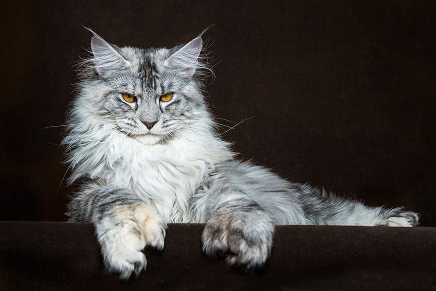 maine-coon-cat-photography-robert-sijka-16