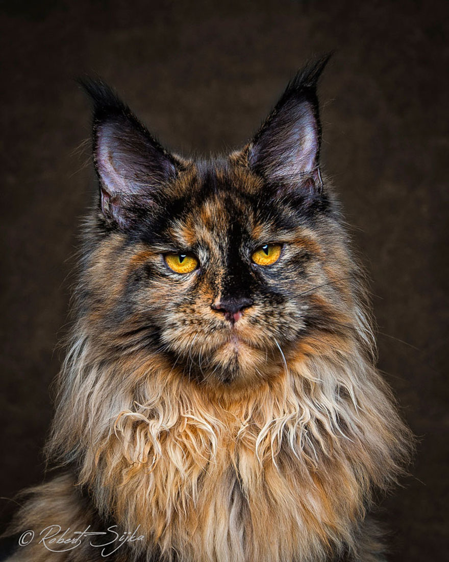 maine-coon-cat-photography-robert-sijka-17