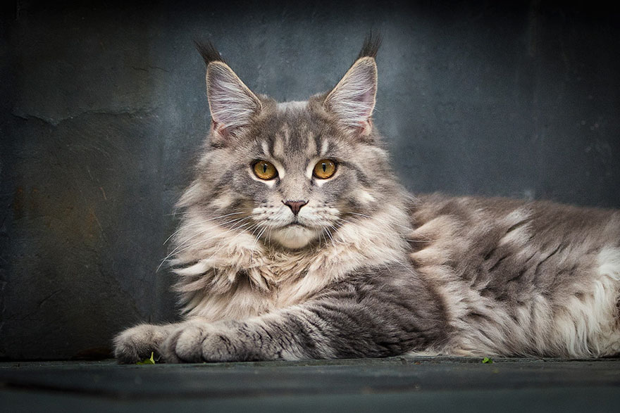 maine-coon-cat-photography-robert-sijka-18