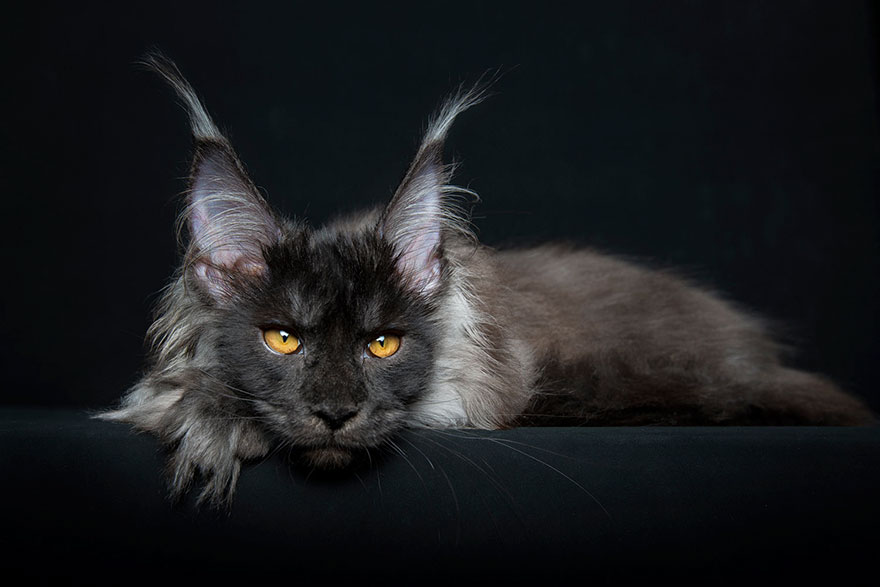 maine-coon-cat-photography-robert-sijka-19