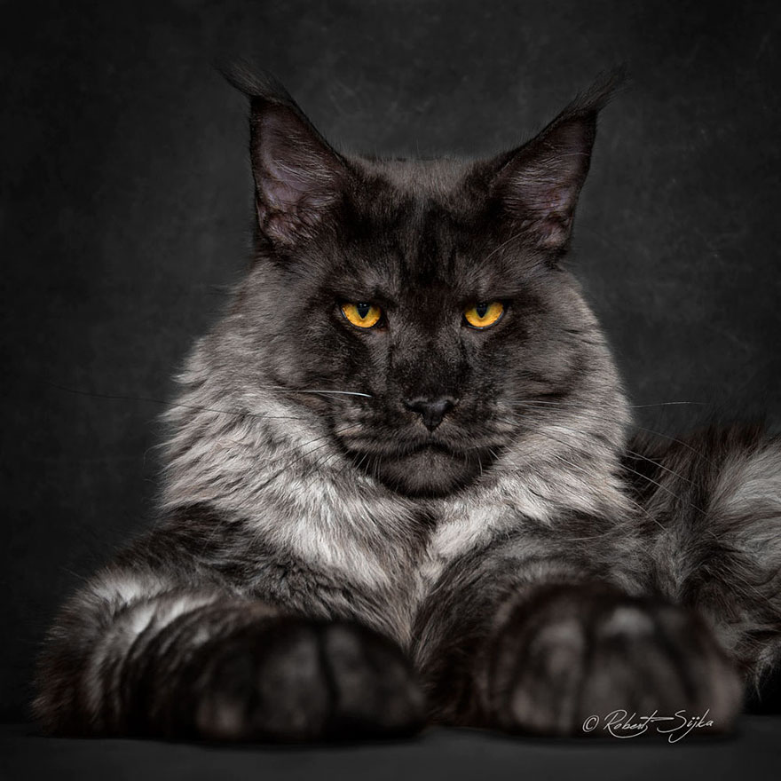 maine-coon-cat-photography-robert-sijka-2