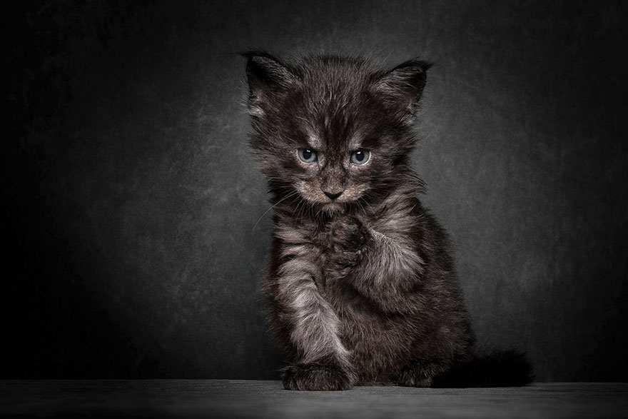 maine-coon-cat-photography-robert-sijka-21