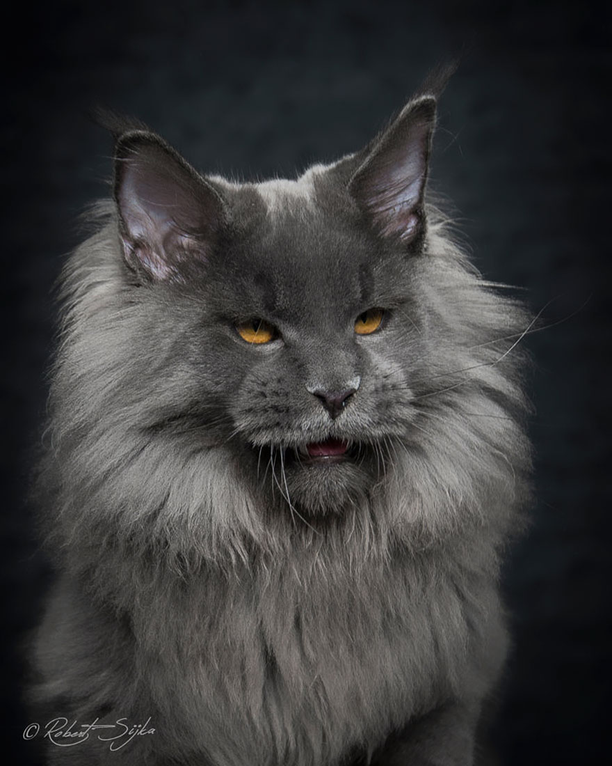 maine-coon-cat-photography-robert-sijka-22