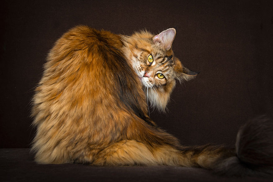 maine-coon-cat-photography-robert-sijka-23