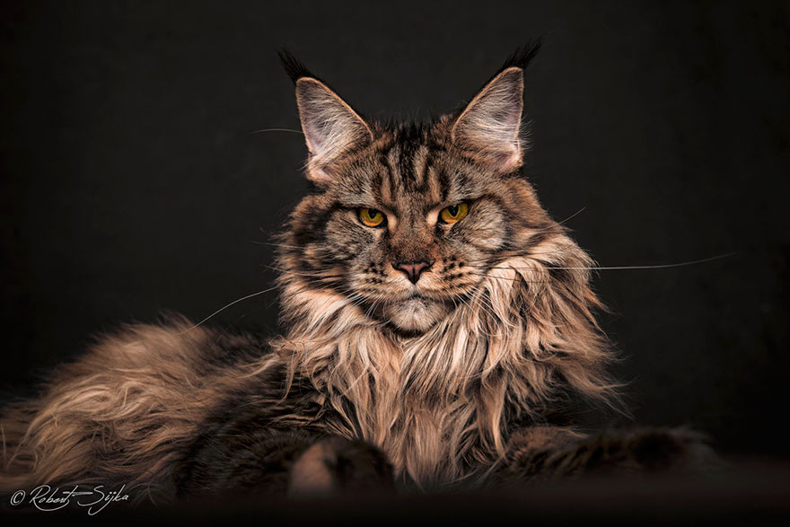 maine-coon-cat-photography-robert-sijka-25