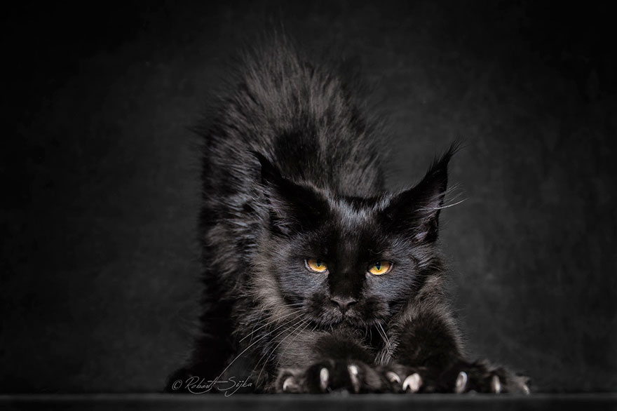 maine-coon-cat-photography-robert-sijka-26