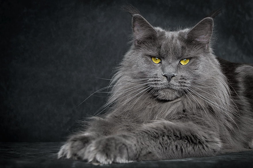 maine-coon-cat-photography-robert-sijka-27