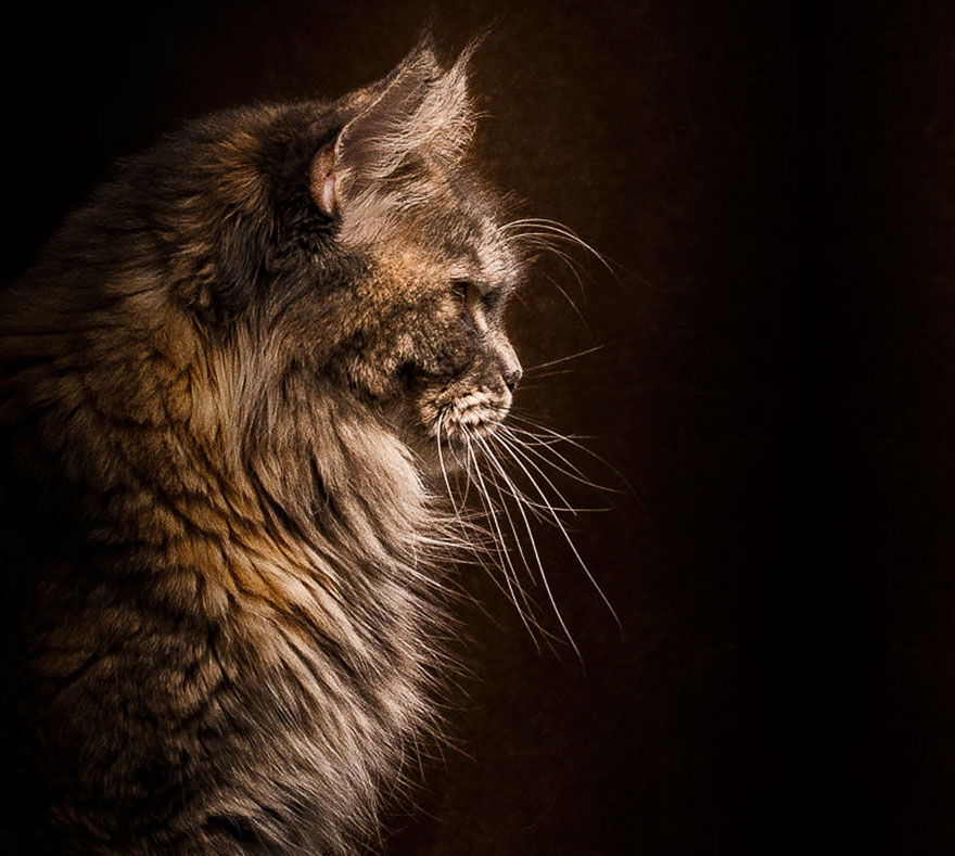 maine-coon-cat-photography-robert-sijka-28