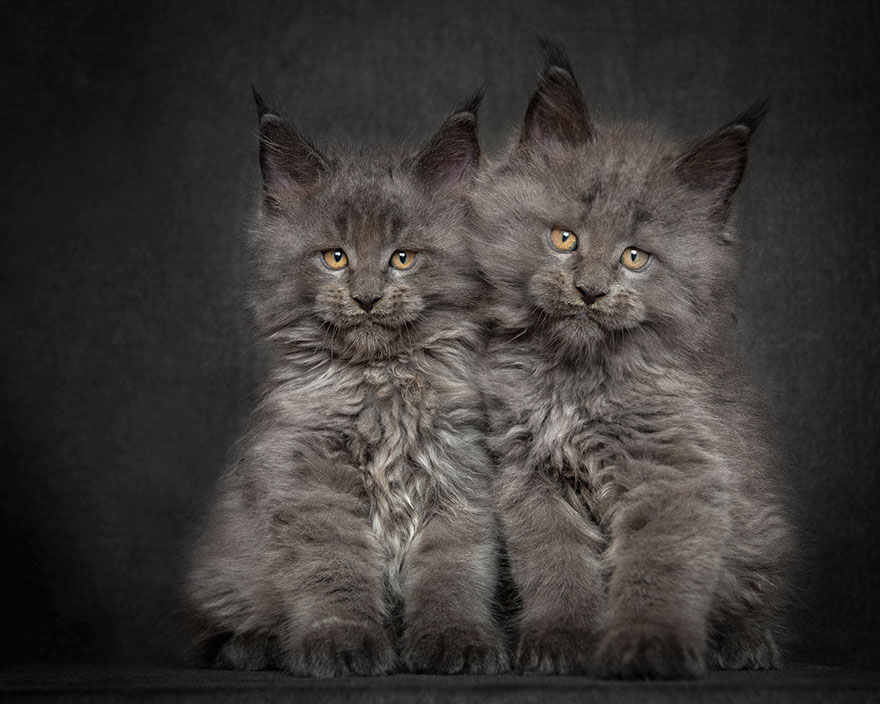 maine-coon-cat-photography-robert-sijka-29