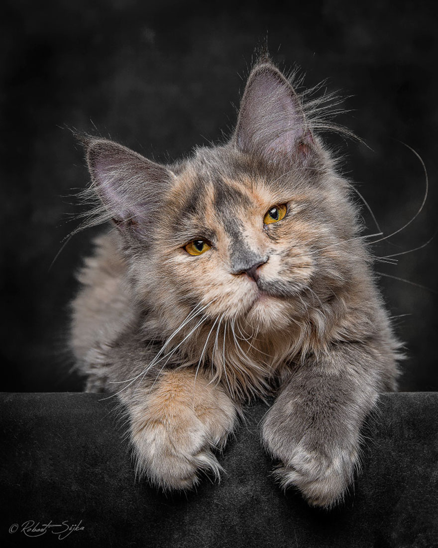 maine-coon-cat-photography-robert-sijka-3