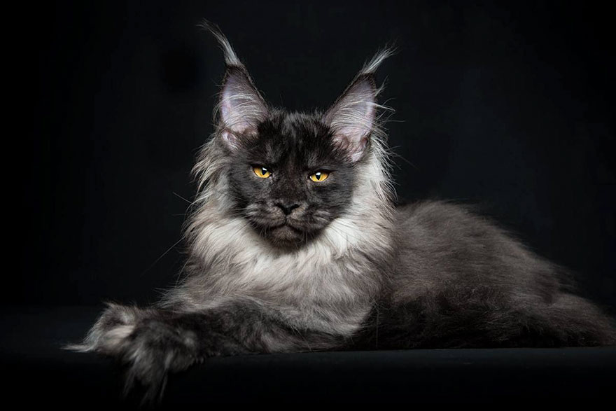 maine-coon-cat-photography-robert-sijka-30