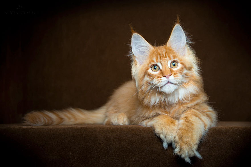 maine-coon-cat-photography-robert-sijka-32