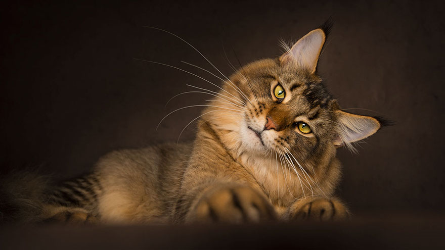 maine-coon-cat-photography-robert-sijka-33