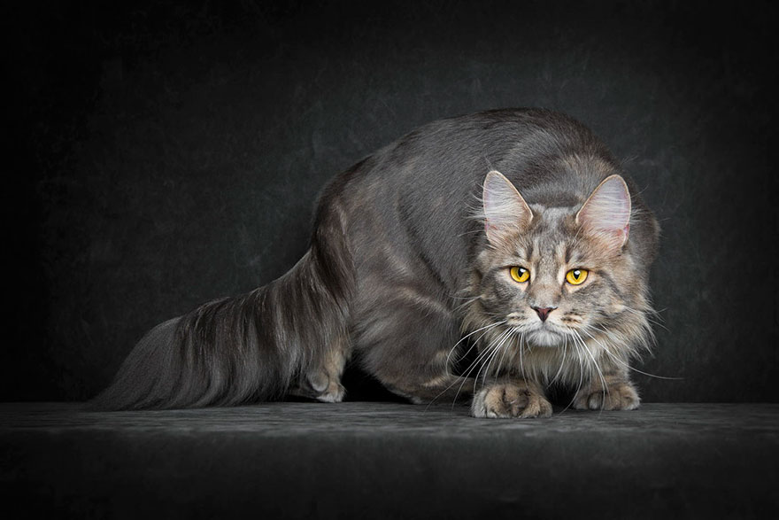 maine-coon-cat-photography-robert-sijka-34