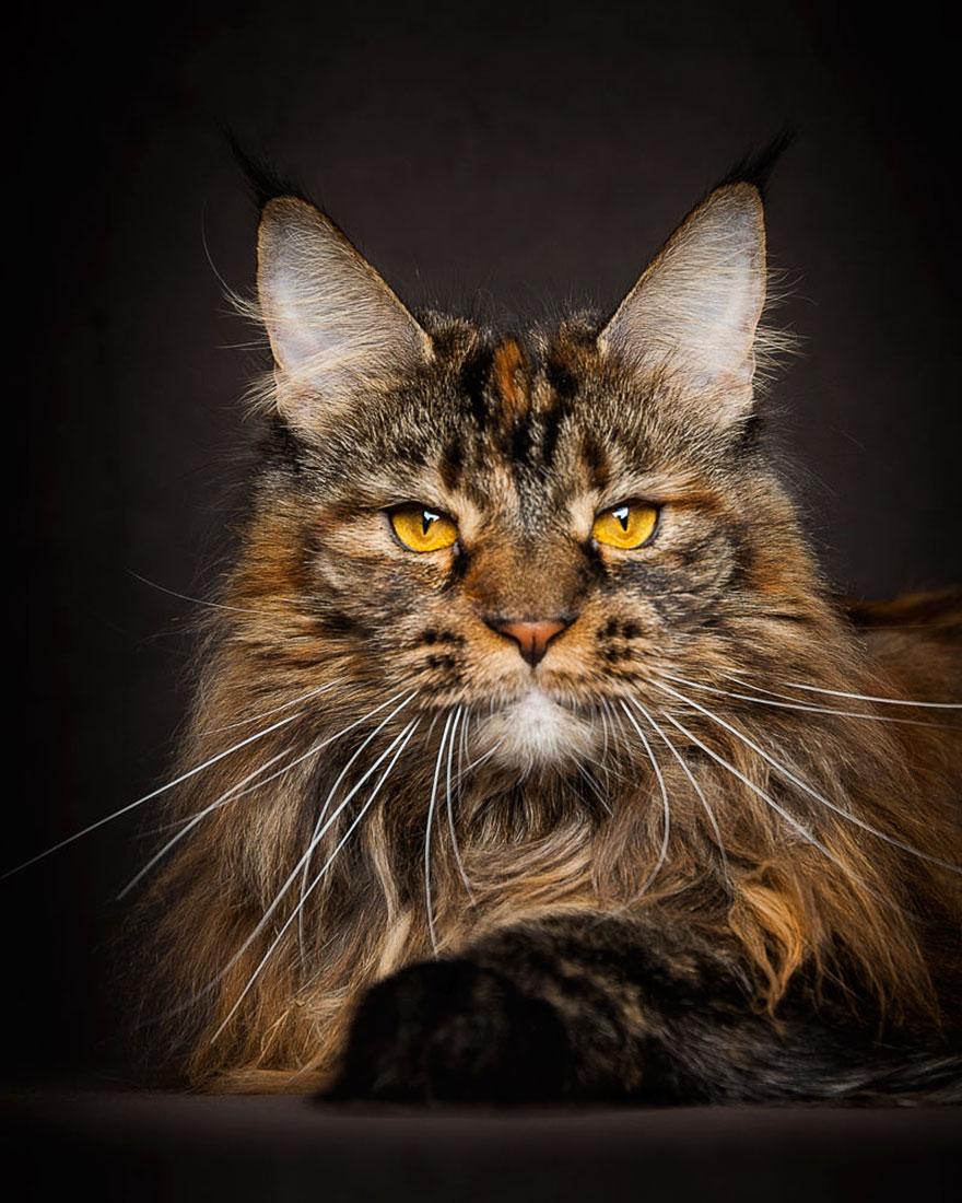 maine-coon-cat-photography-robert-sijka-35