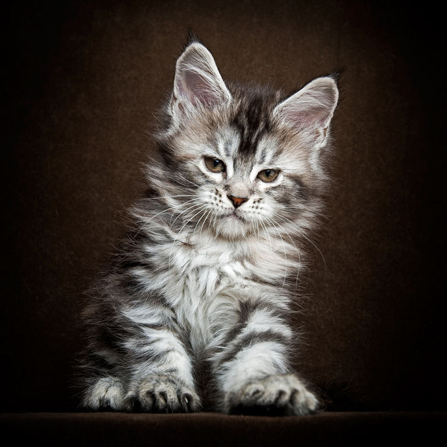 maine-coon-cat-photography-robert-sijka-36