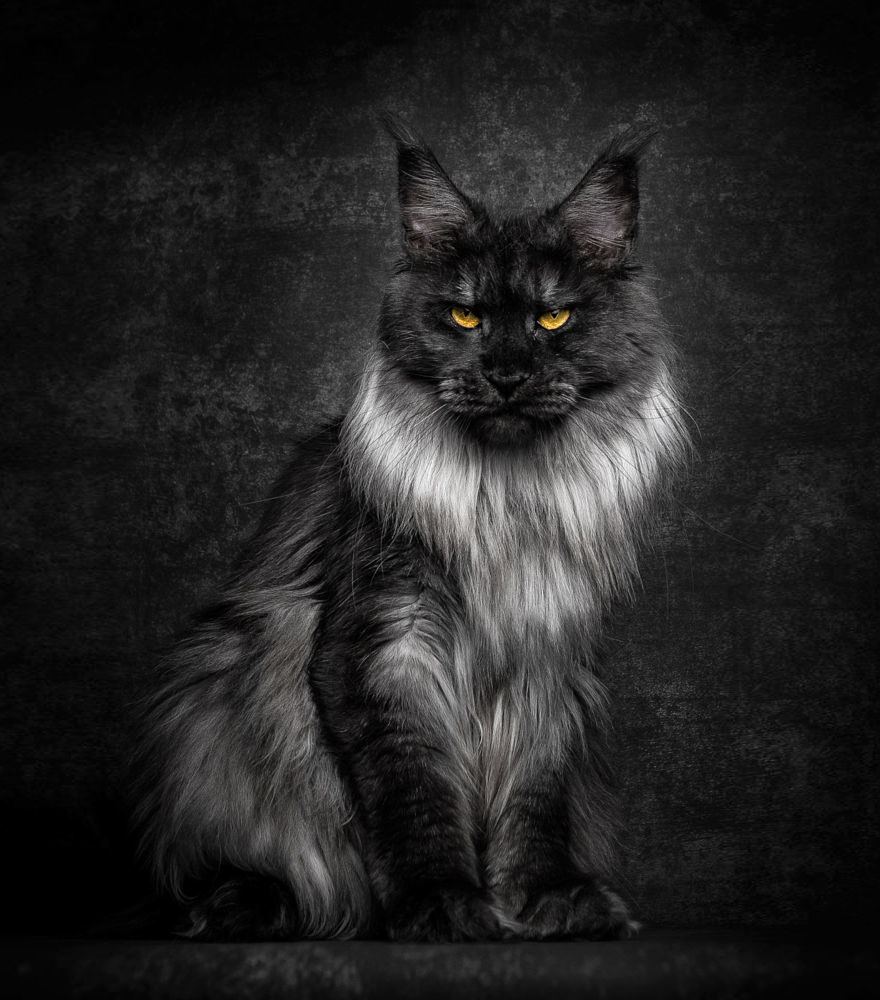 maine-coon-cat-photography-robert-sijka-4