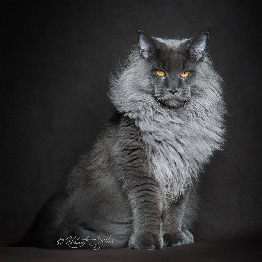 maine-coon-cat-photography-robert-sijka-5